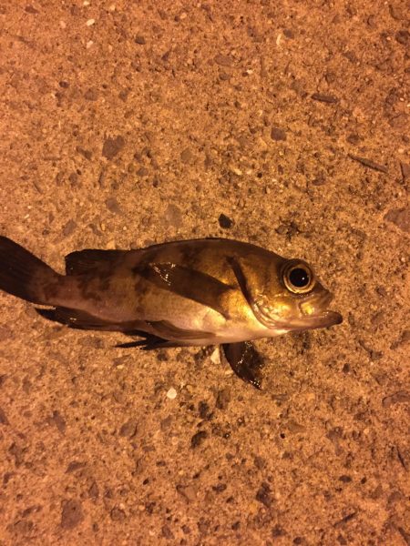 アジング　メバリング